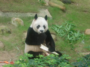 An An, My Meeting With The Giant Panda. Jacquie's Mindfulness Musings Blog