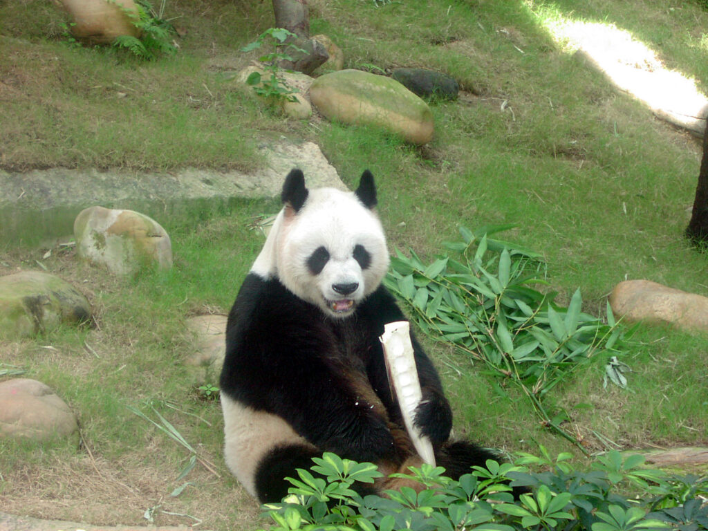 An An, My Meeting With The Giant Panda. Jacquie's Mindfulness Musings Blog