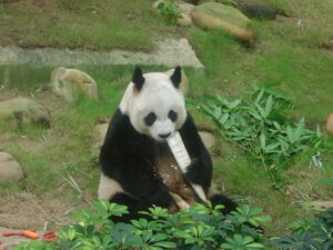 An An, My Meeting With The Giant Panda 3. Jacquie's Mindfulness Musings Blog