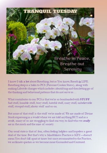 Tranquil Tuesday from 28 & Mantras 4 Mindfulness by Jacquie Bird