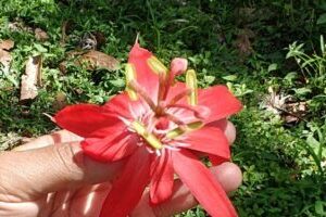 Flower in Costa Rica Costa Rica, Reconnecting to the Magic of Pura Vida