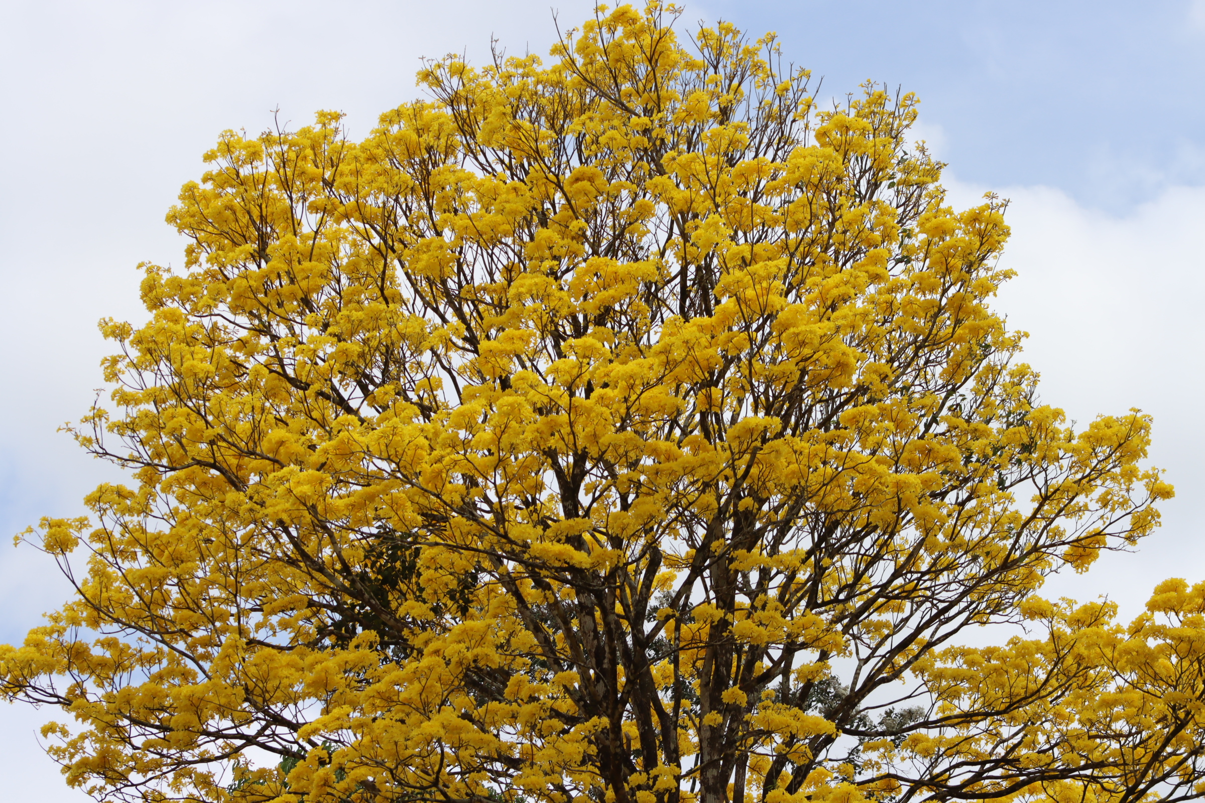 Cortessa Tree Costa Rica Hello Again: Dinoland. Jacquie's Mindfulness Musings Blog. Cortessa Tree