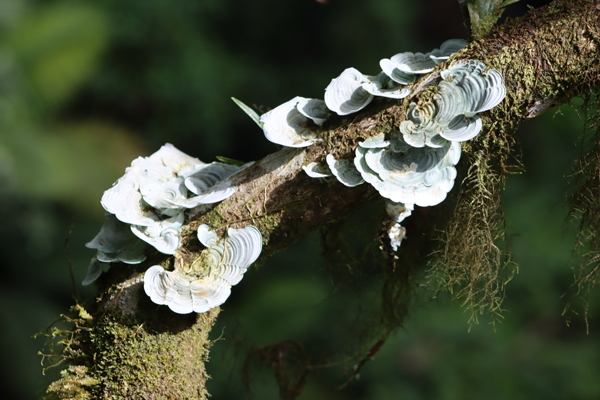 Costa Rica Hello Again: Mistico Hanging Bridges. Jacquie's Mindfulness Musings Blog