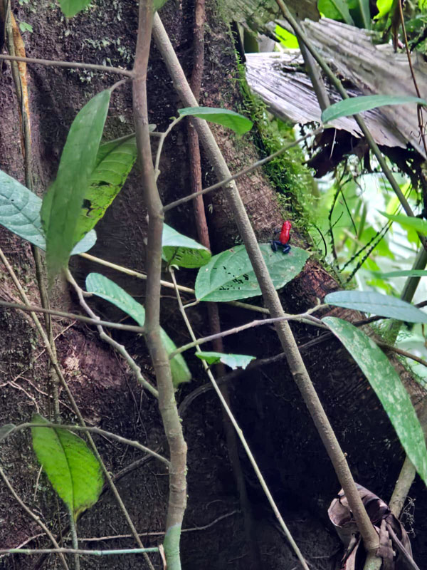 Costa Rica Hello Again: Mistico Hanging Bridges. Jacquie's Mindfulness Musings Blog