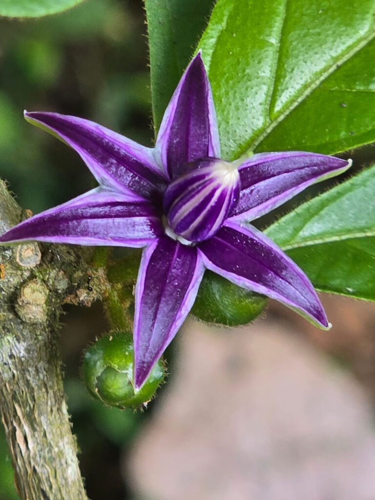 Costa Rica Hello Again: Mistico Hanging Bridges. Jacquie's Mindfulness Musings Blog