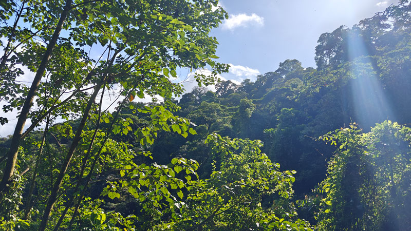 Costa Rica Hello Again: Mistico Hanging Bridges. Jacquie's Mindfulness Musings Blog