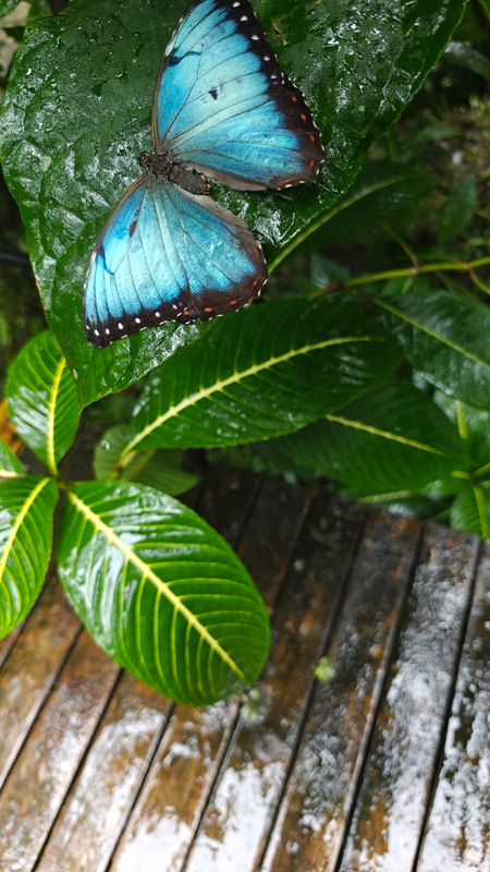 Blue Morpho butterfly in the rain. Costa Rica Hello Again: Braulio Carrillo National Park. Jacquie's Mindfulness Musings Blog