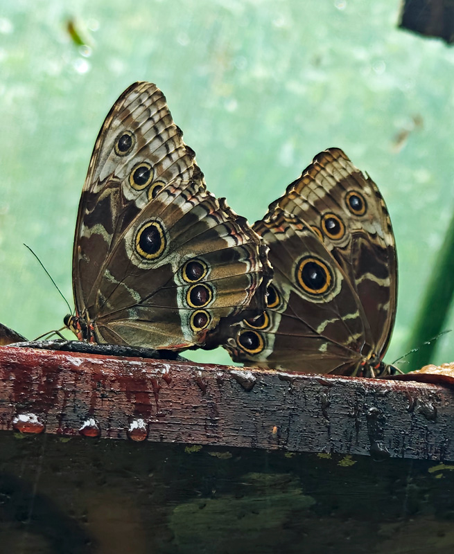 Butterflies closed up in the rain. Costa Rica Hello Again: Braulio Carrillo National Park. Jacquie's Mindfulness Musings Blog