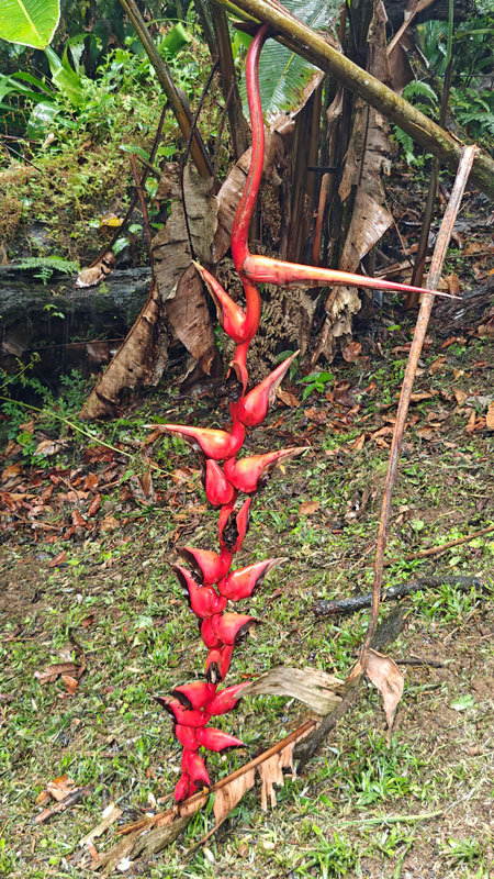 Heliconia. Costa Rica Hello Again: Braulio Carrillo National Park. Jacquie's Mindfulness Musings Blog