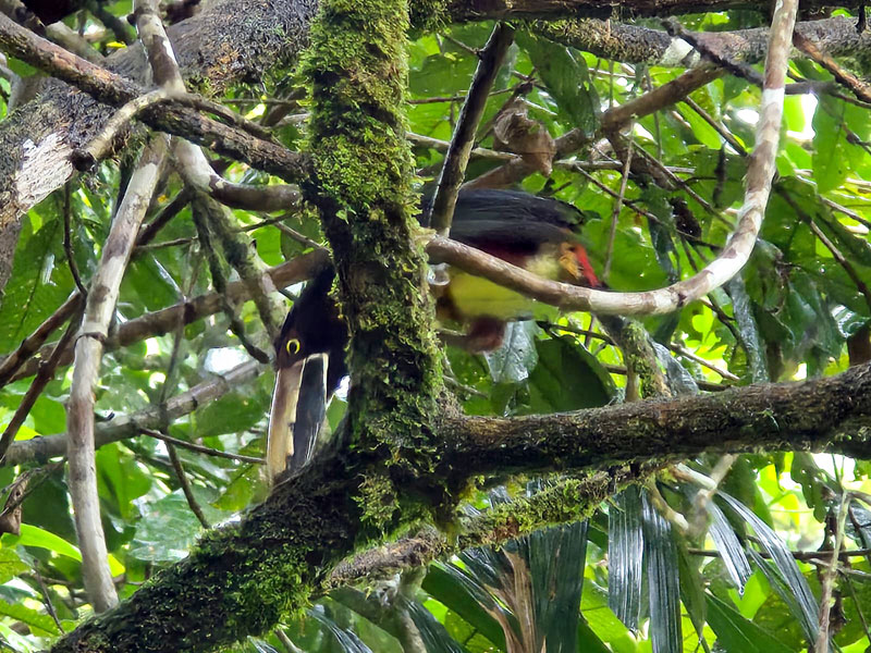 A toucan. Costa Rica Hello Again: Braulio Carrillo National Park. Jacquie's Mindfulness Musings Blog