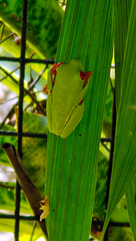Red eyed frog. Costa Rica Hello Again: Braulio Carrillo National Park. Jacquie's Mindfulness Musings Blog