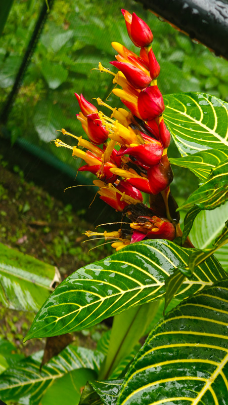 Sanchezia Speciosa.--Shrubby White Vine. Costa Rica Hello Again: Braulio Carrillo National Park. Jacquie's Mindfulness Musings Blog
