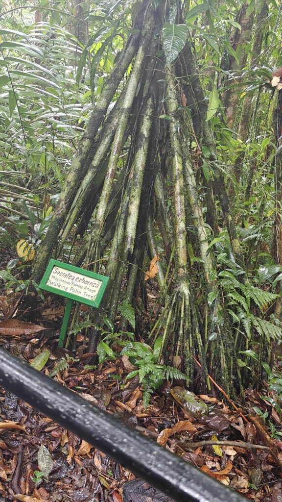 Walking Palm Tree. Costa Rica Hello Again: Braulio Carrillo National Park. Jacquie's Mindfulness Musings Blog